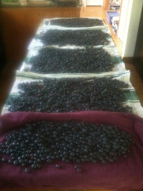 I can stop eating them anytime I want. 